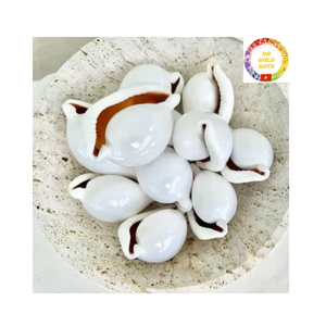 Material de concha de mar natural de cáscara de huevo de vaca blanca perfecto para artesanías de decoración del hogar y fabricación de joyas Vietnam - Product Image 6