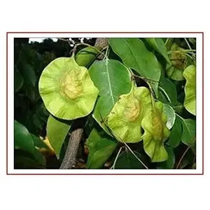 ดอกไม้แห้ง RK - เมล็ดไม้จันทน์แดง RK เมล็ดพืชพันธุ์ Pterocarpus Santalinus ที่ผ่านกระบวนการผลิตแล้ว - Product Image 2
