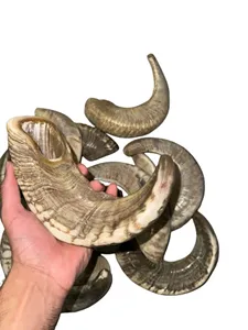 Nouveau traditionnel fabriqué à la main casher béliers corne Shofar artisanat naturel à gogo religieux non poli longue soufflage béliers corne agate - Product Image 2