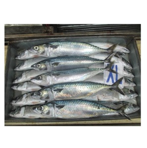 ปลาแมคเคอเรลแปซิฟิกแช่แข็งแสนอร่อย ขนาด 300-500 กรัม ลดราคาพิเศษ - Product Image 5