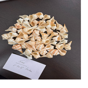 Mini coquilles de conque naturelles idéales pour la décoration intérieure et les aquariums, également utilisables comme pendentifs par les créateurs de bijoux - Product Image 1