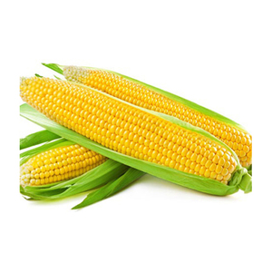 Maíz amarillo seco a precio de fábrica-Maíz seco para alimentación animal a la venta - Product Image 1