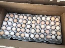 จำหน่ายไข่ครอส308ไข่ที่อุดมสมบูรณ์2025ไข่308ยอดนิยม - Product Image 2