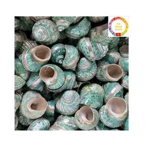 Produit naturel de haute qualité à coque turbo verte tropicale pour la décoration écologique de style domestique et la revente en grande quantité - Product Image 4