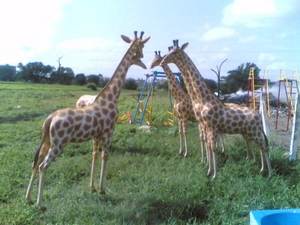 ESTATUAS DE JIRAFA DE FIBRA DE VIDRIO DE TAMAÑO REAL ESTATUAS DE POLIRESINA ESCULTURA DE JIRAFA - Product Image 2