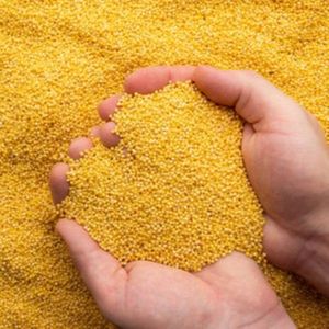 Miglio Giallo, Cereale Salutare per <span class=keywords><strong>Colazioni</strong></span> Nutrienti, Senza Gusci, Raccolto Recente, Vendita all'Ingrosso, Alimento Biologico - Product Image 2