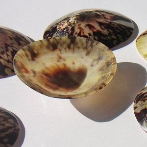 Concha de Lapa limpiada y entregada para proyectos de decoración de mesa Artesanías con tema marino y embalaje de regalo - Product Image 5