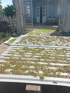 VENTE CHAUDE Fleurs de papaye séchées de haute qualité adaptées aux infusions chaudes et froides au Viet Nam - Product Image 5