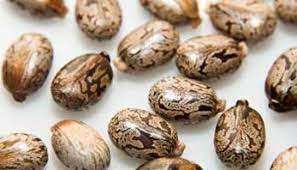 Prix promotionnel des graines de ricin - Product Image 3