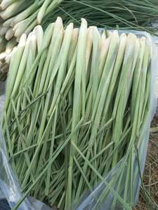 ตะไคร้สีเขียวสดจากเวียดนามของขวัญประจำวันของความบริสุทธิ์เขตร้อน - Product Image 3