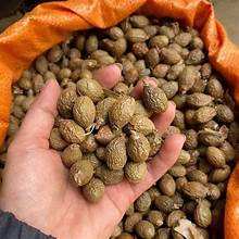 NUECES DE MALVA SECOS PREMIUM ETIQUETA LIMPIA A BASE DE PLANTAS SUPERALIMENTO DE HIERBAS - Product Image 2