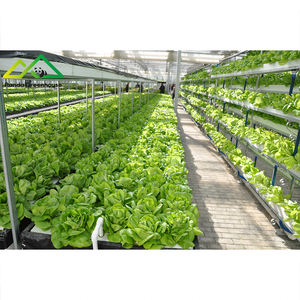 Commercieel hydroponisch systeem & kaskit voor de teelt van groenten en bloemen met een hoge opbrengst - Product Image 5