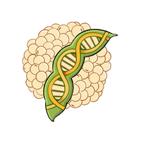 Soja séché brésilien non-OGM, emballage en vrac, riche en protéines, sain, pur, naturel, soja jaune, récolte de 50 kg, durée de conservation de 2 ans