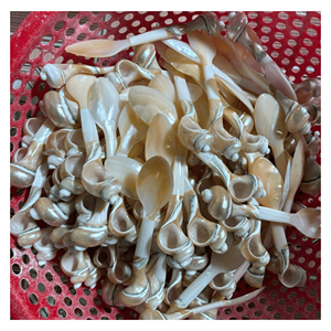 Cuillère en nacre véritable, ustensile en coquille de perle pour le service du thé, du café, des desserts et la décoration de table, Vietnam - Product Image 1