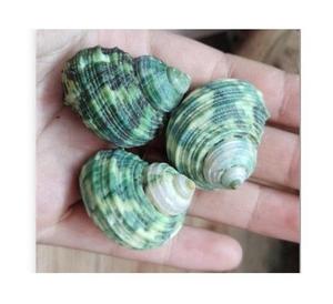 Coquillage Turbo pour la décoration des centres de villégiature et des hôtels Fournisseur en gros d'exportation offrant des cadeaux et de l'artisanat créatifs en coquillage de style côtier - Product Image 1