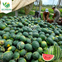 Groothandel Watermeloenblokjes Bevroren Fruit-Hoogwaardige Bevroren Watermeloenzaadblokjes Dobbelstenen-100% Biologische Verse Watermeloen