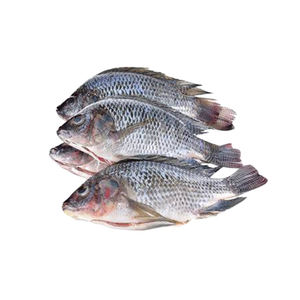 Tilapia congelada Premium fresca, congelada rápidamente y empaquetada en cajas de cartón de exportación selladas al vacío - Product Image 3