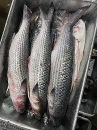 Poisson Rohu Congelé de Qualité Supérieure, Faible Teneur en Sel et en Glucides, Procédé BQF, à Vendre - Product Image 6