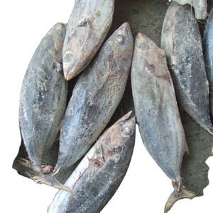 Organic 10kg Skipjack Tuna Fish Frozen Whole <b>Box</b>/Bag/Bottle Packaging Includes Fillet Part Skipjack - Product Image 2