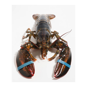 Lobsters entiers crus à livraison rapide pour les programmes d'approvisionnement direct en usine - Product Image 2