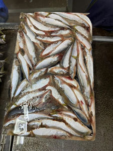 Filete de caballa congelado Iqf sin piel y sin hueso No se necesita preparación Ahorre tiempo en la cocina Cocine rápido - Product Image 2