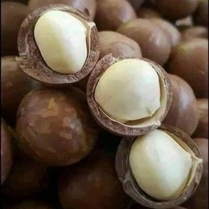 เม็ดมะคาเดเมียออร์แกนิกอบแห้งแบบดิบ ไม่มีเปลือก สำหรับทำขนม อาหารเกรดอาหาร สำหรับการแปรรูปอาหาร - Product Image 5