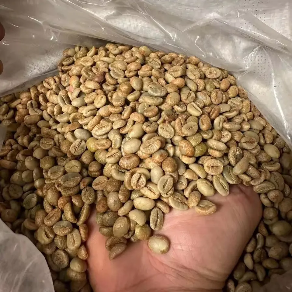 New Harvest Green Bean Coffee - Robusta Coffee Beans-Honey process S18 Grade 1- Best Selling At Good Price - Packing in Bulk