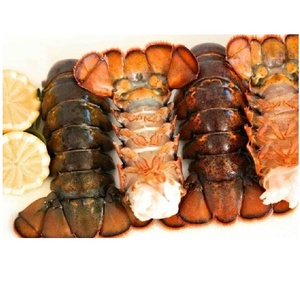 Langostas Frescas Silvestres Congeladas de Nueva Zelanda, Mariscos de Primera Calidad, Exportación a Granel, Alta Calidad - Product Image 1