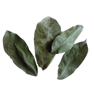 Hoja de Guanábana seca sin pesticidas // Hojas de Guanábana secas orgánicas de grado premium - Product Image 1