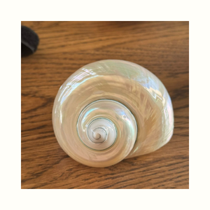 Conchas Marinas Naturales Turbo Imperialis Utilizadas para Decoración, Diseño de Artesanías, Joyería y Aplicaciones de Materiales de Concha - Product Image 3