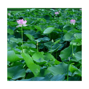 ใบบัวสดห่ออาหารจากผู้ผลิตเวียดนามราคาถูกที่สุด - Product Image 5