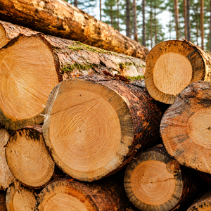 Premium Softwood Pine Wood Logs | Natural Timber Sawlogs for Construction and Furniture - Product Image 4