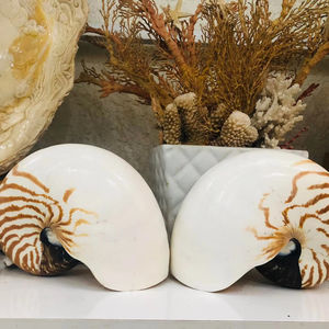 Concha Nautilus de cámara de Vietnam, carcasa espiral pulida a mano para decoración costera del hogar y estilo Interior de lujo - Product Image 1