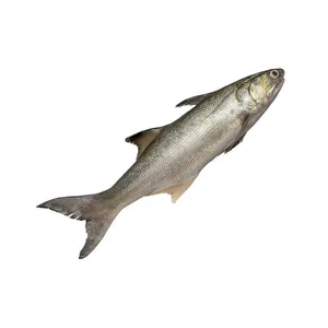 Prodotto di qualità del salmone intero congelato pesce per la migliore cucina di frutti di mare all'ingrosso salmone congelato/salmone del Pacifico