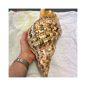 Obtenez Premium Trumpet Seashells à bas prix de gros-Idéal pour l'artisanat et la décoration intérieure - Product Image 1
