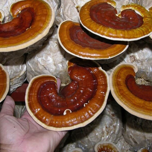 REBANADA DE SETA REISHI SECA | APOYO A LA SALUD INMUNE | MEDICINA DE ORIGEN VEGETAL - Product Image 6