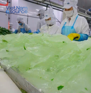 El mejor aloe vera vietnamita directo de la granja-100% Aloe Vera fresco y puro Fuente de Vietnam JSC-La mejor calidad de VNS - Product Image 4