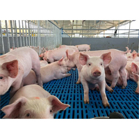 Pour Great Farm galvanisé sevrage pépinière stylo nouvelle condition volaille Cage pour porcelet et caisse de sevrage pour lit de ferme porcine
