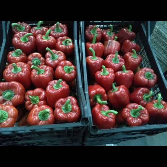 Capsicum fresco ou pimentão para venda Toda Nova Colheita Com Preço Barato