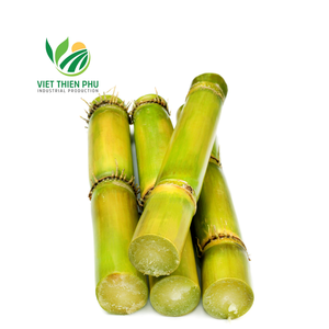 CANNE À SUCRE Offre Spéciale CONGELÉE PRIX COMPÉTITIF ET HAUTE QUALITÉ POUR L'EXPORTATION DES JARDINS DU VIETNAM - Product Image 1