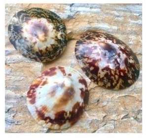 Coquilles de limbettes Coquillages de limbets et coquillages d'allaitement pour l'artisanat et l'exportation - Product Image 1