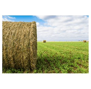 alfalfa hay pellet for animal feed for export