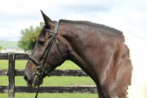 FABRICANTE de brida de caballo de cuero genuino de alta calidad, brida de caballo de moda de cuero genuino, brida de lujo de cuero de caballo - Product Image 5