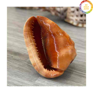 Concha Natural de Cassis Madagascariensis de Origen Vietnamita Diseñada para Decoración del Hogar y Diseños de Exhibición Curados - Product Image 2
