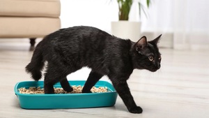 Pellets de madera como arena para gatos - Product Image 4