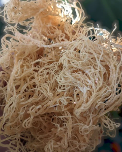 Musgo Marino Natural de Vietnam, Seco, Alta Pureza, Baja Humedad - Product Image 2