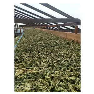 Best Quality Agricultural Products Features 1kg Dry Weight Increased Energy Style Customize Leaf Bag Package Indonesian Products