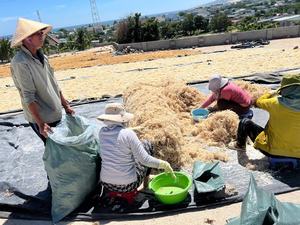 มอสทะเลธรรมชาติทั้งหมดถูกสร้างขึ้นในป่ามอสทะเลไอริชที่มีต้นกำเนิดมาจากสาหร่ายทะเลดิบของมหาสมุทรไอริชสีเหลืองของชาวเวียดนาม Ninh thuan - Product Image 6