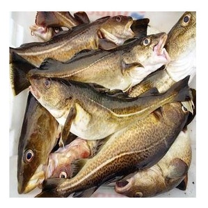 Pescado Fresco de Bacalao del Atlántico / Filetes, Compre en Línea, Oferta al por Mayor, Fabricante, Proveedor de Stock al por Mayor - Product Image 6