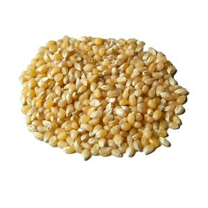 Maíz Amarillo Seco de Grado Alimenticio al por Mayor a Granel para Nutrición Avícola Plantas Maíz Amarillo de Alta Energía Grano Limpio - Product Image 2